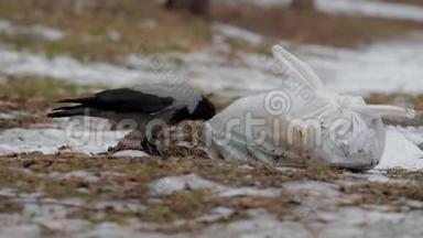 <strong>黑灰</strong>乌鸦啄食躺在地上寻找食物的塑料袋